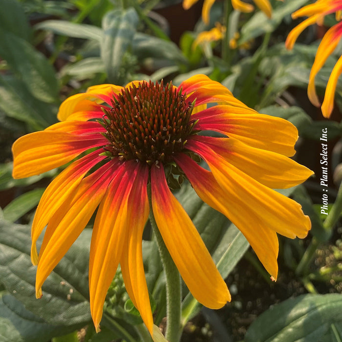ECHINACEA SUNSEEKERS® - TEQUILA SUNRISE