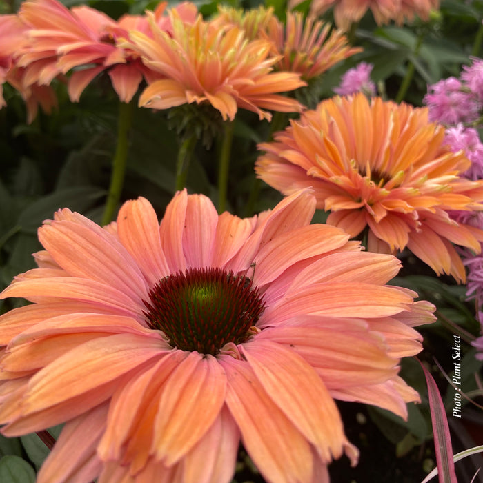 ECHINACEA SUNSEEKERS® - RAINBOW