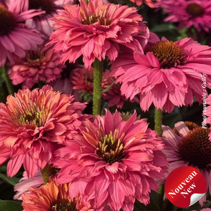ECHINACEA SUNSEEKERS - PINK GRAPEFRUIT