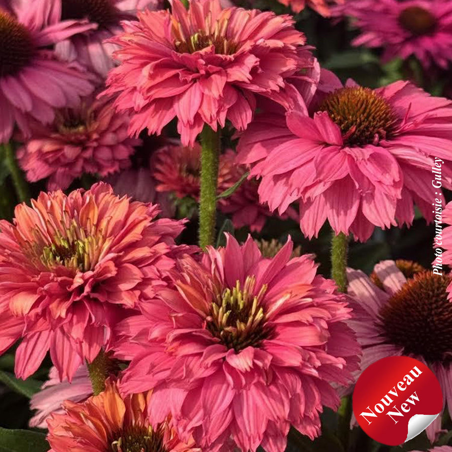 ECHINACEA SUNSEEKERS - PINK GRAPEFRUIT