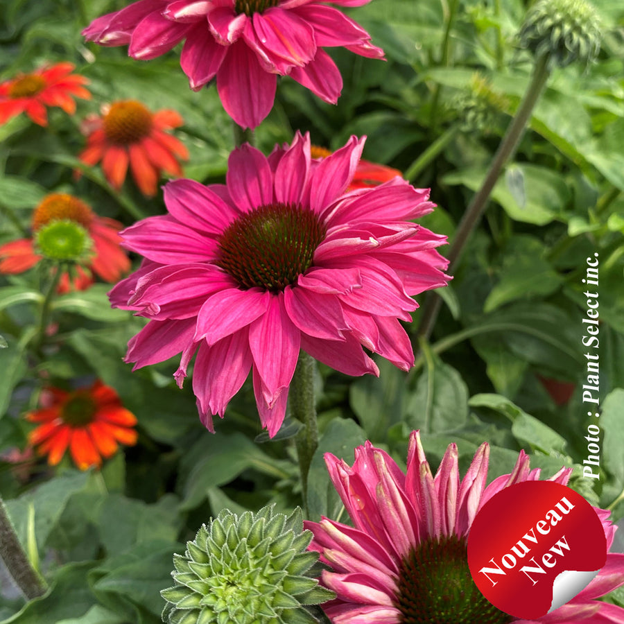 ECHINACEA SUNSEEKERS® - SWEET FUSHIA