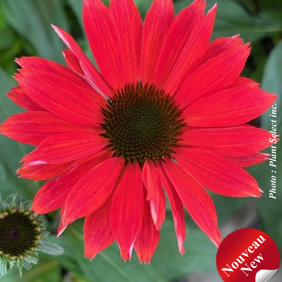 ECHINACEA SUNMAGIC VINTAGE HOT RED