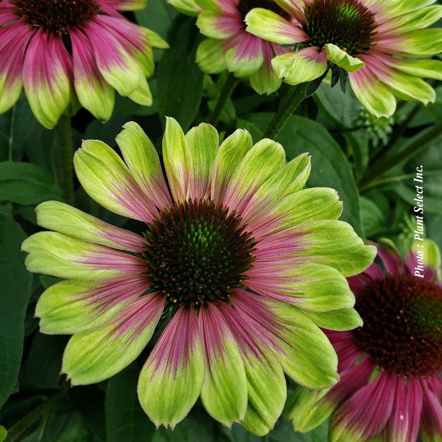 ECHINACEA - SWEET SANDIA