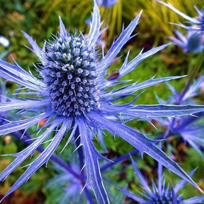 ERYNGIUM - BLUE GLITTER