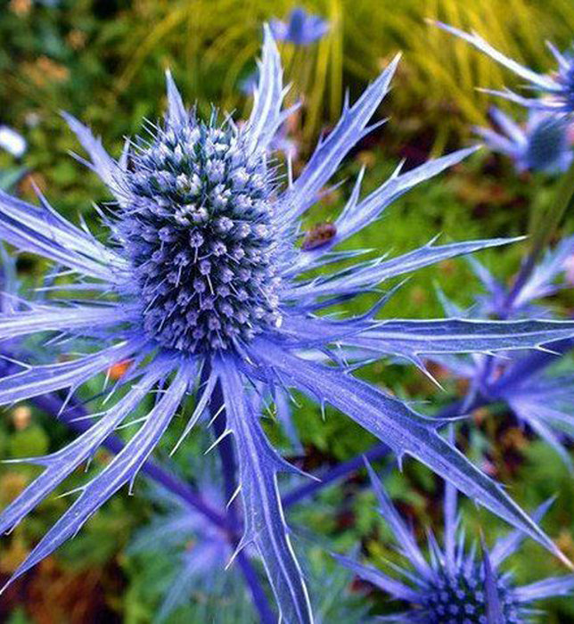 ERYNGIUM - BLUE GLITTER