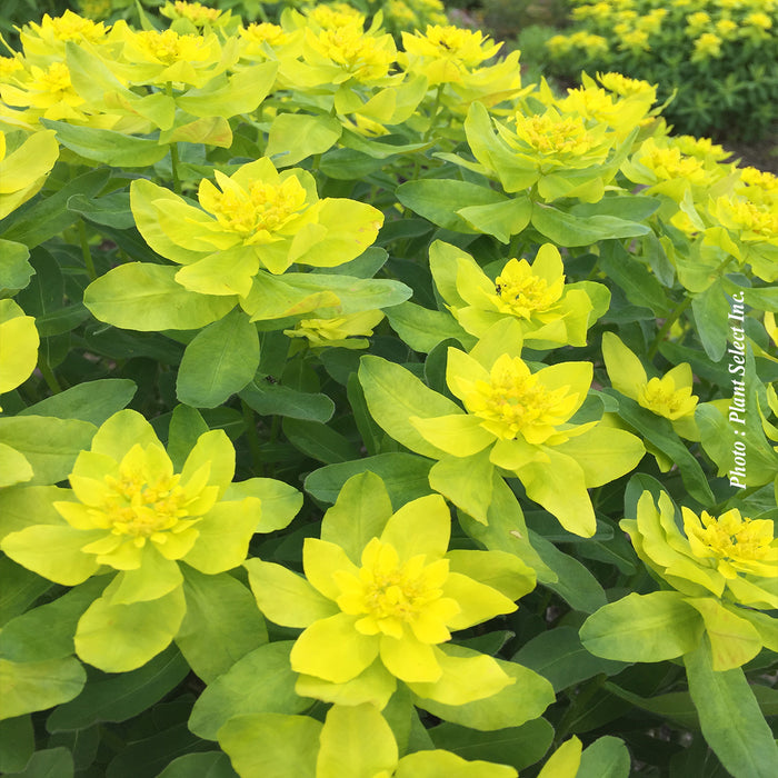 EUPHORBIA POLYCHROMA