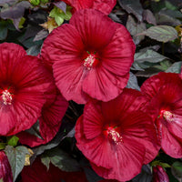 HIBISCUS SUMMERIFIC HOLY GRAIL