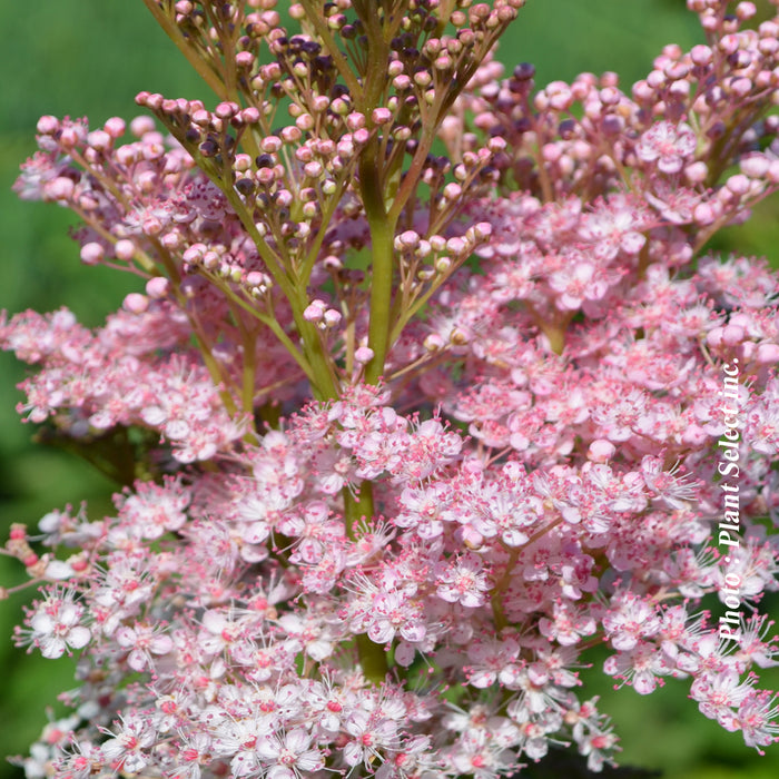 FILIPENDULA - VENUSTA MAGNIFICA