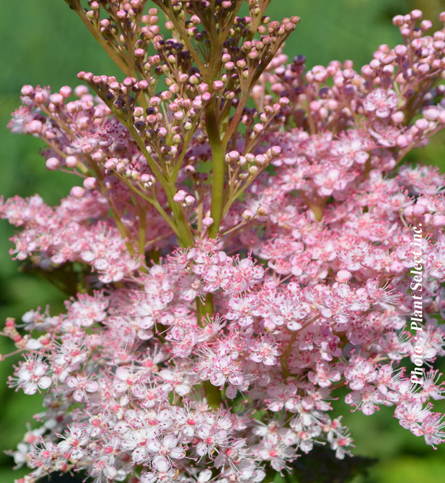 FILIPENDULA - VENUSTA MAGNIFICA