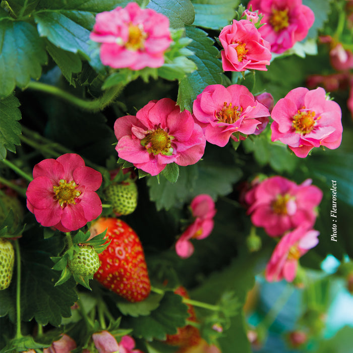 FRAGARIA - CHERRY BLOSSOM