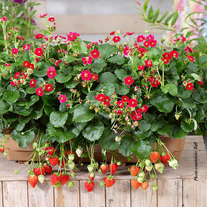 FRAGARIA - SUMMER BREEZE ROSE