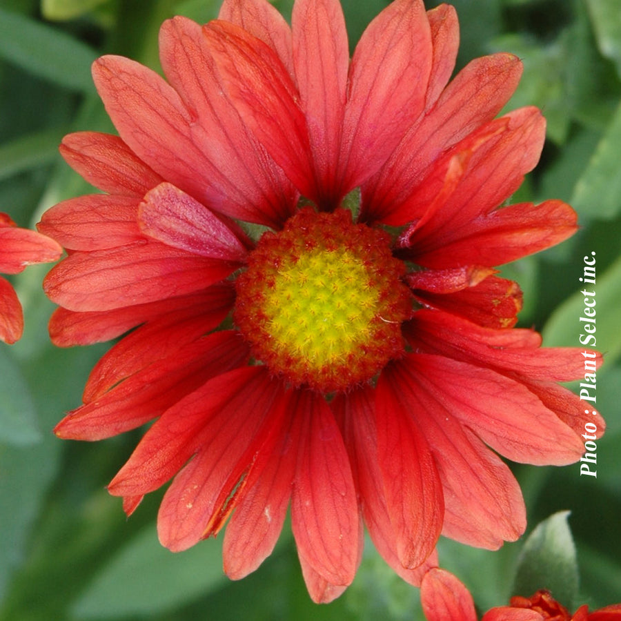 GAILLARDIA ARISTATA - ARIZONA RED SHADES