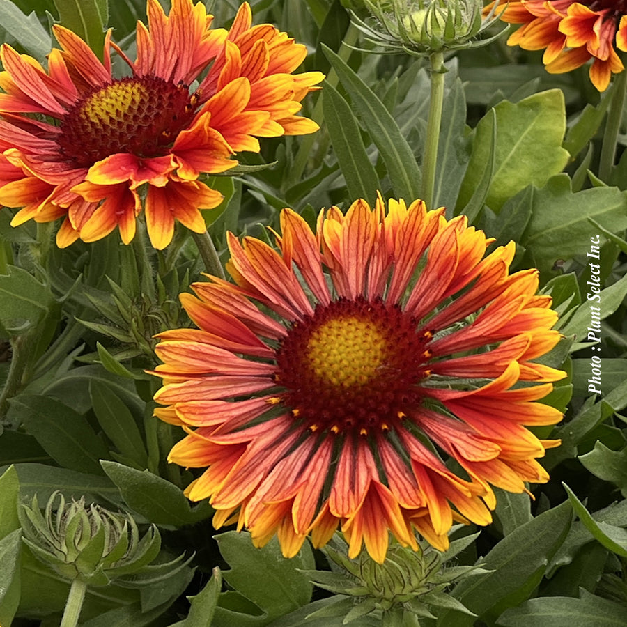 GAILLARDIA SPINTOP™ - COPPER SUN