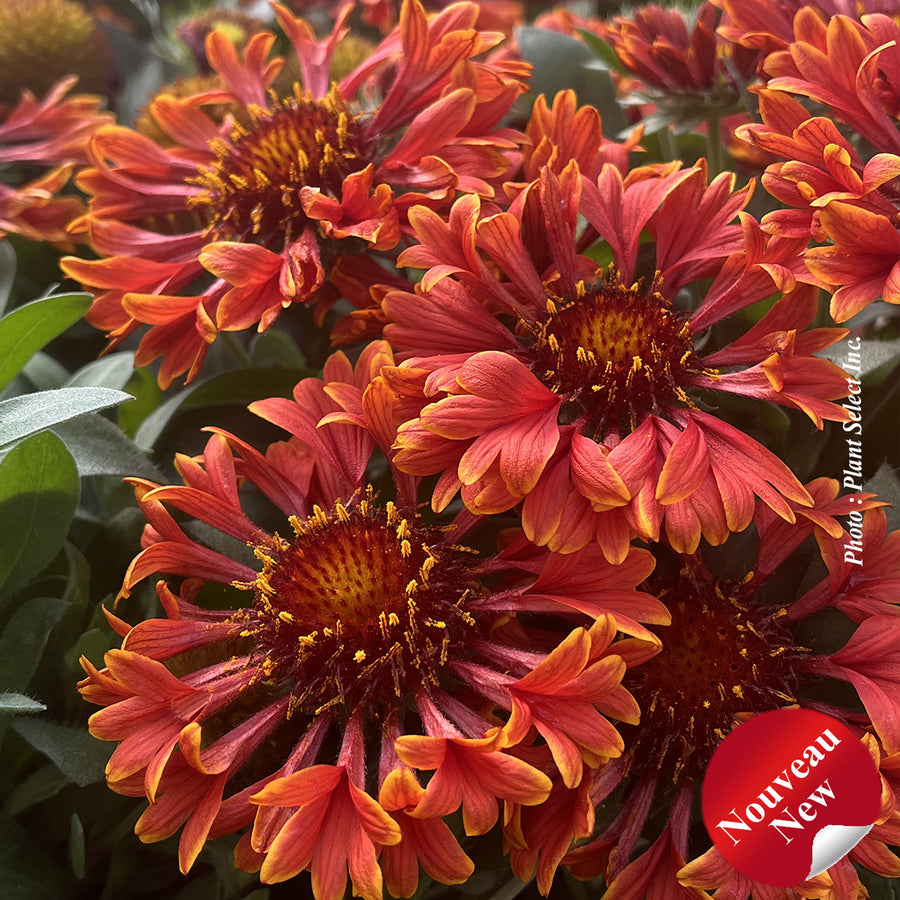 GAILLARDIA SPINTOP™ - MARIACHI RED SKY