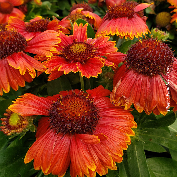 GAILLARDIA SPINTOP™ - RED