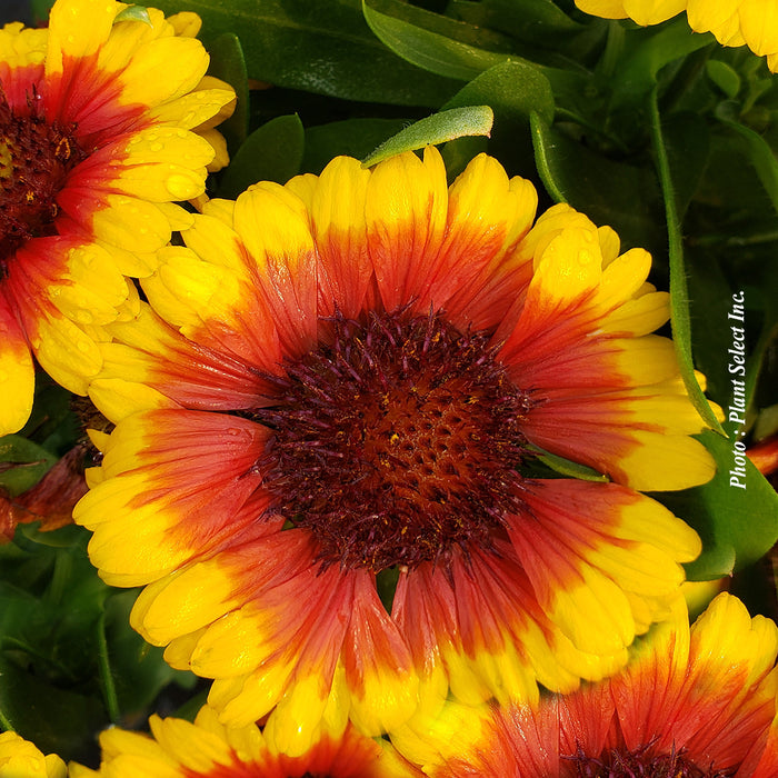 GAILLARDIA SPINTOP™ - RED STARBURST