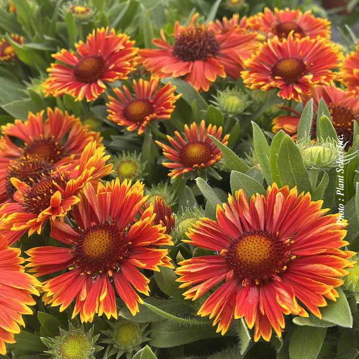 GAILLARDIA SPINTOP™ - YELLOW TOUCH