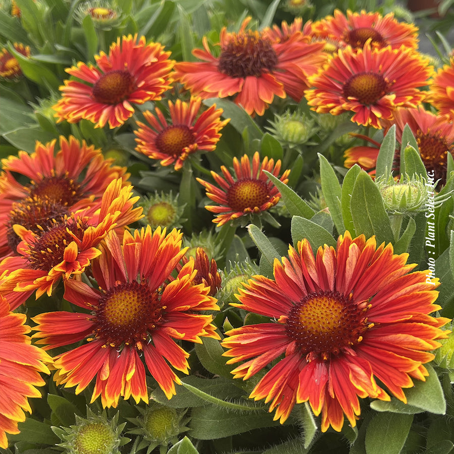 GAILLARDIA ARISTATA SPINTOP™ - YELLOW TOUCH