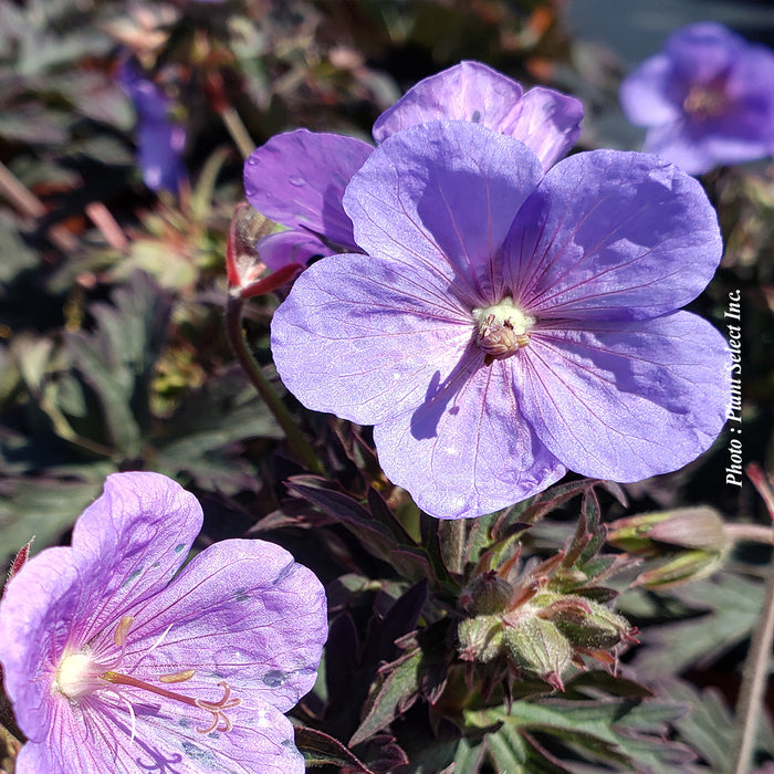 GERANIUM - BOOM CHOCOLATTA