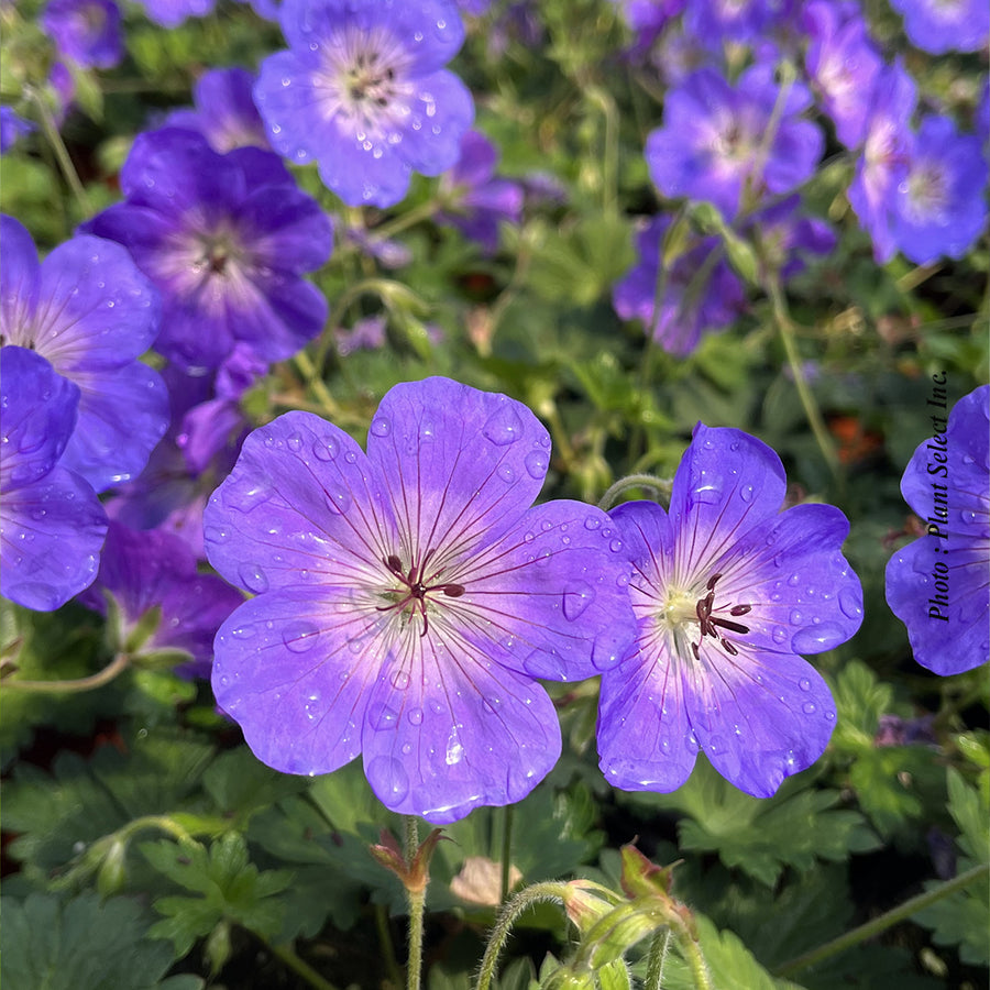 GERANIUM - ROZANNE