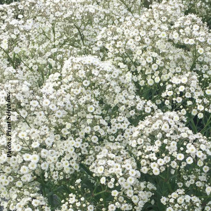 GYPSOPHILA - SUMMER SPARKLES