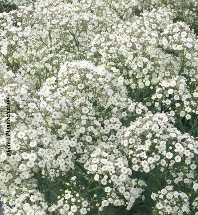 GYPSOPHILA - SUMMER SPARKLES