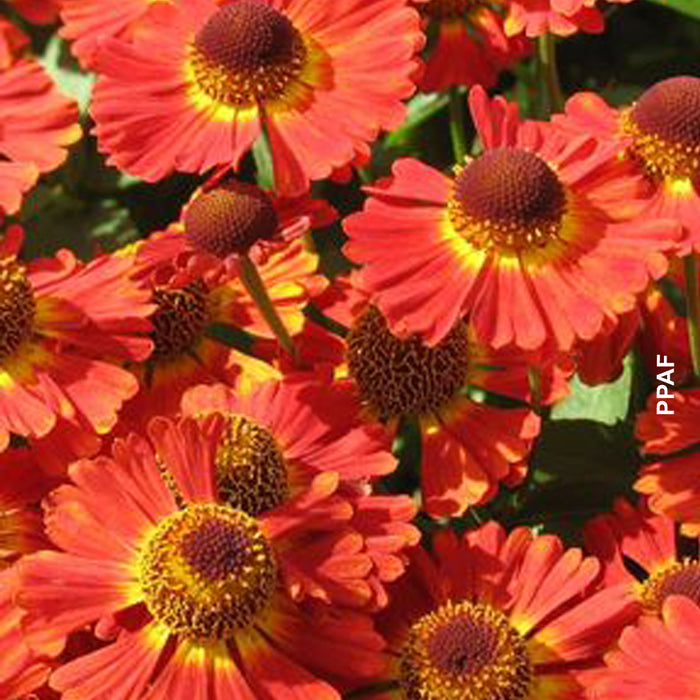 HELENIUM - MARIACHI SALSA