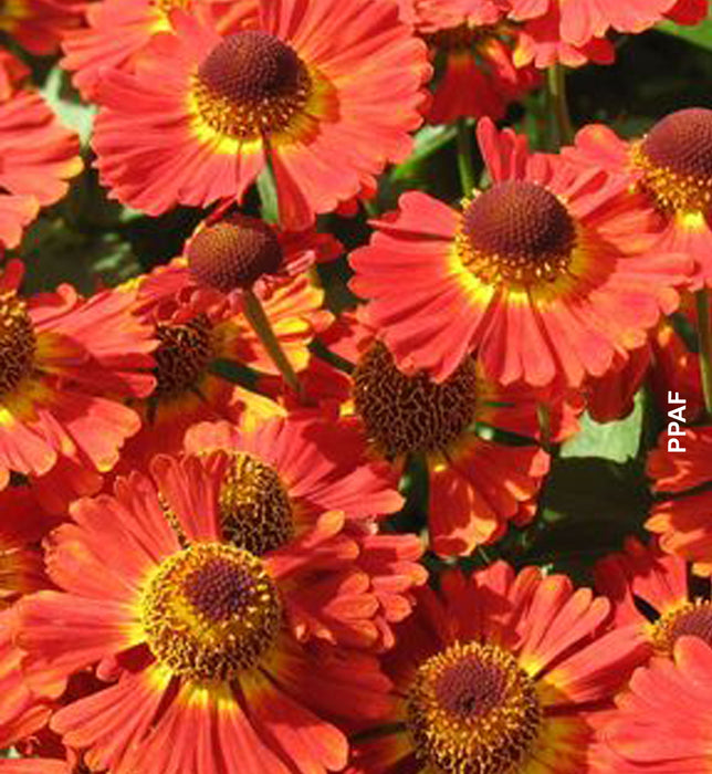HELENIUM - MARIACHI SALSA