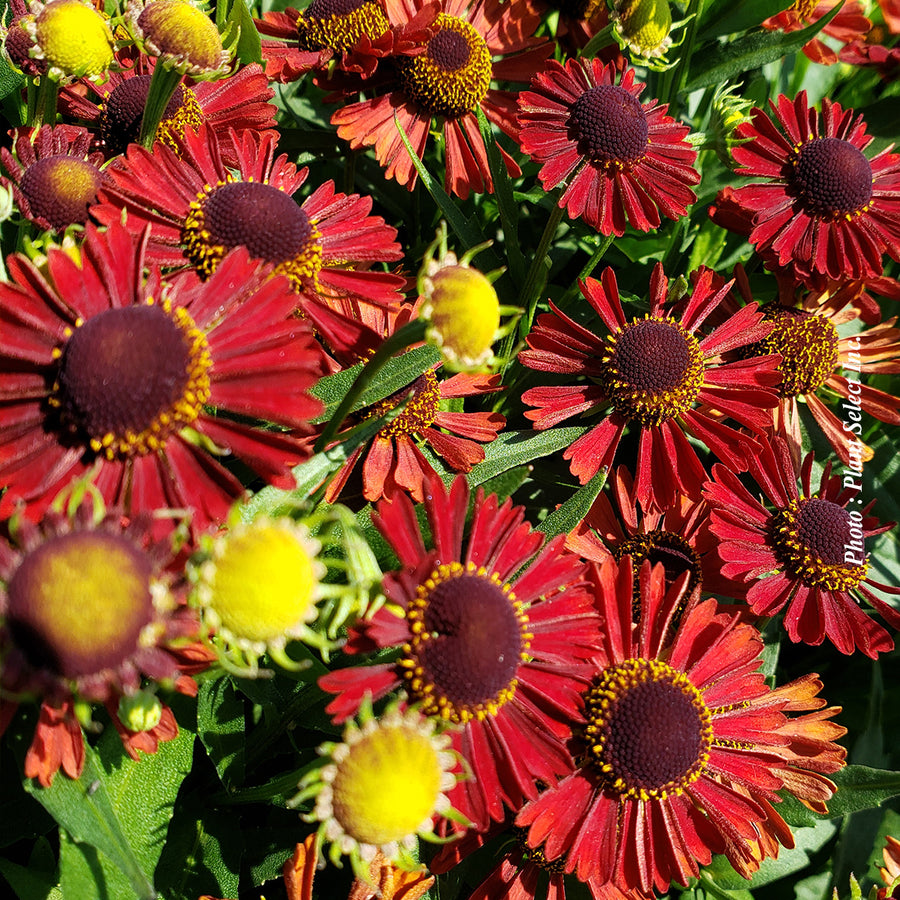 HELENIUM MARIACHIA - SIESTA