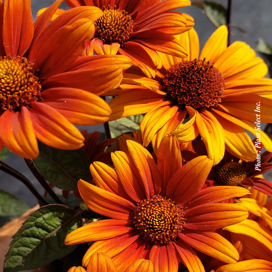 HELIOPSIS HELIANTHOIDES VAR. SCABRA - BLEEDING HEARTS