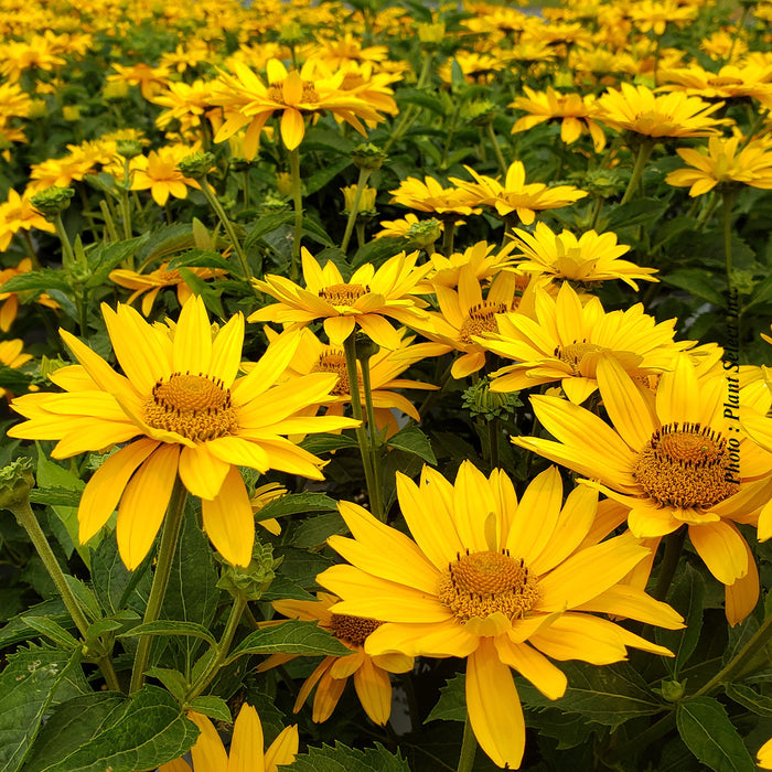 HELIOPSIS - TUSCAN GOLDA