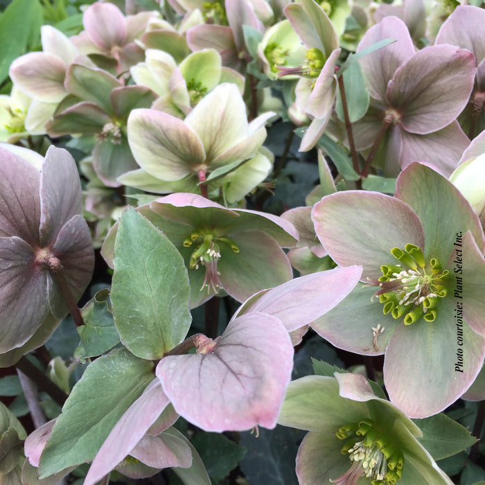 HELLEBORUS - IVORY PRINCE