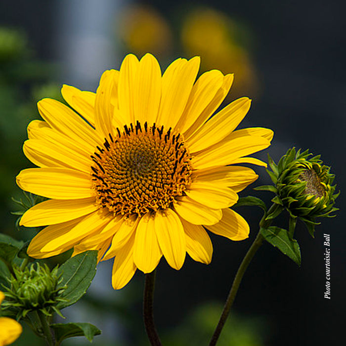 HELIANTHUS - SUNCATCHER