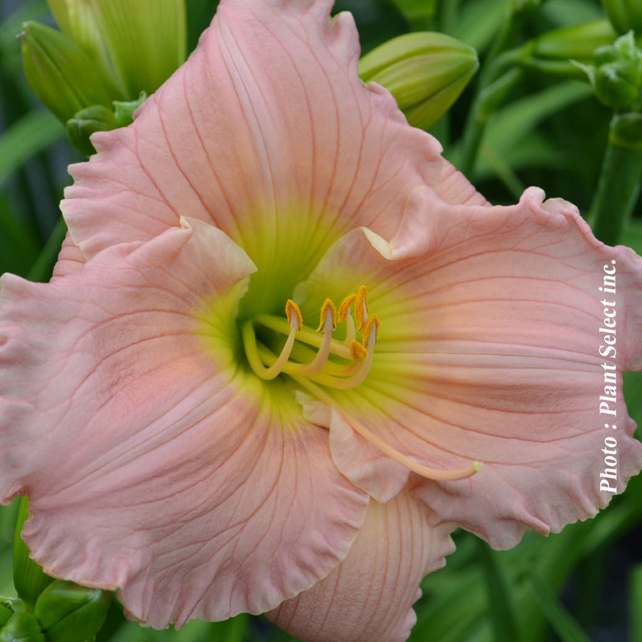 HEMEROCALLIS - BARBARA MITCHELL