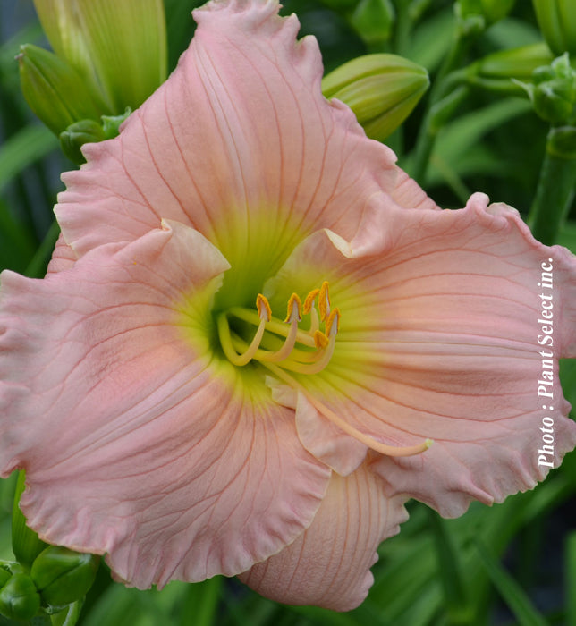 HEMEROCALLIS - BARBARA MITCHELL