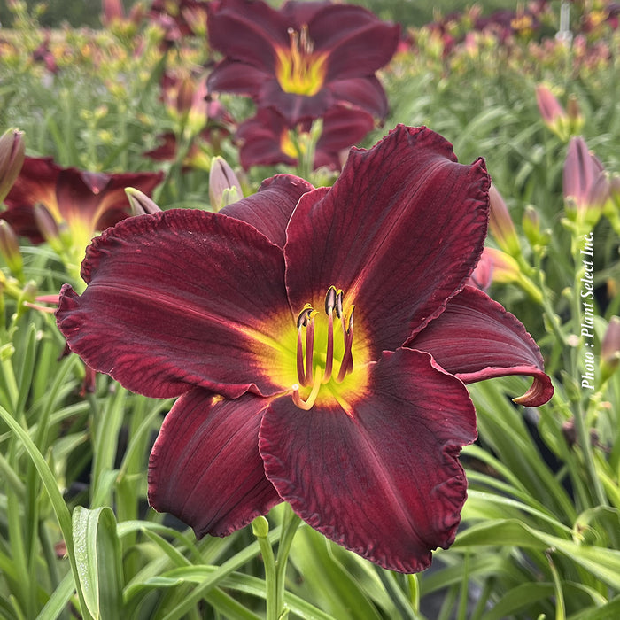 HEMEROCALLIS - BEST BEAU