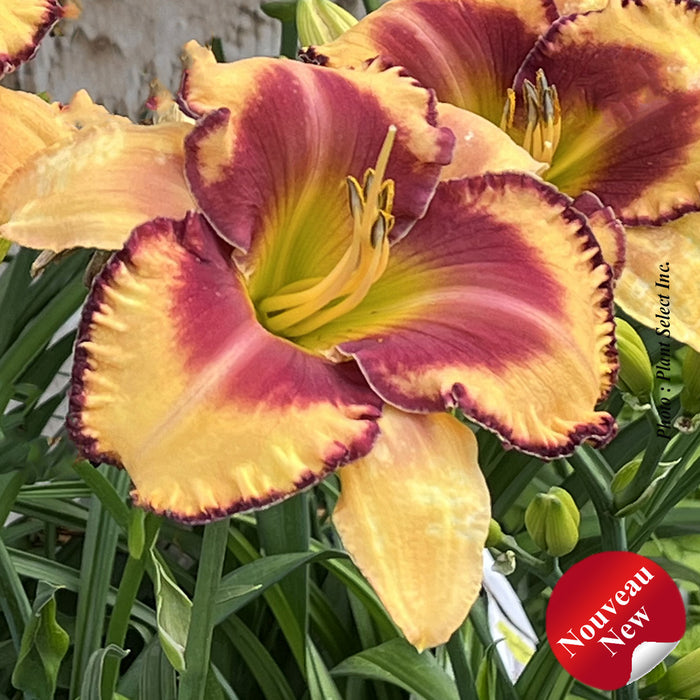 HEMEROCALLIS RAINBOW RHYTHM - BLAZING GLORY