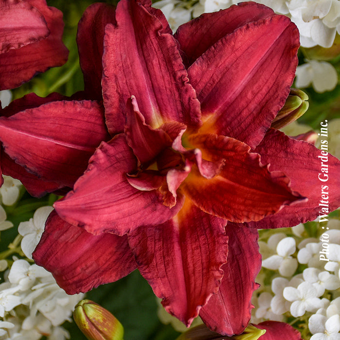 HEMEROCALLIS - DOUBLE PARDON ME