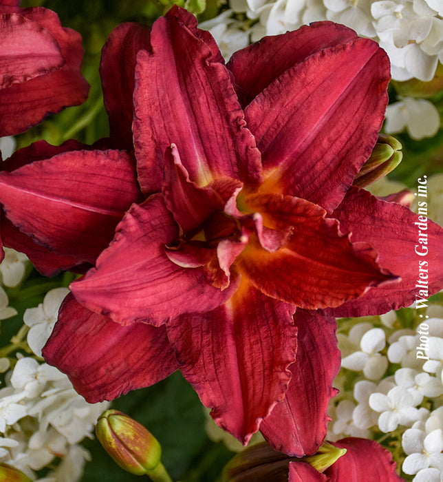 HEMEROCALLIS - DOUBLE PARDON ME