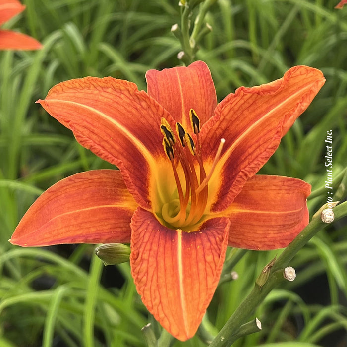 HEMEROCALLIS - FULVA