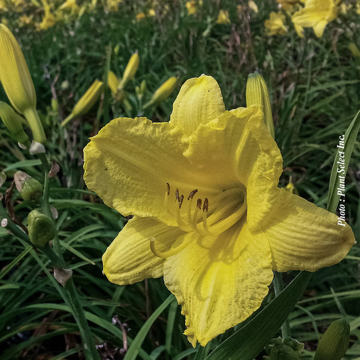HEMEROCALLIS - HAPPY RETURNS