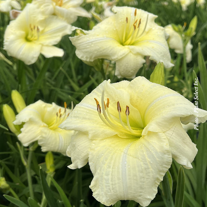 HEMEROCALLIS - JOAN SENIOR