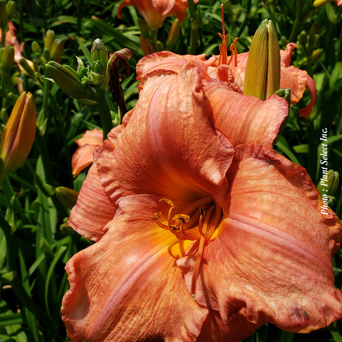 HEMEROCALLIS - MAUNA LOA