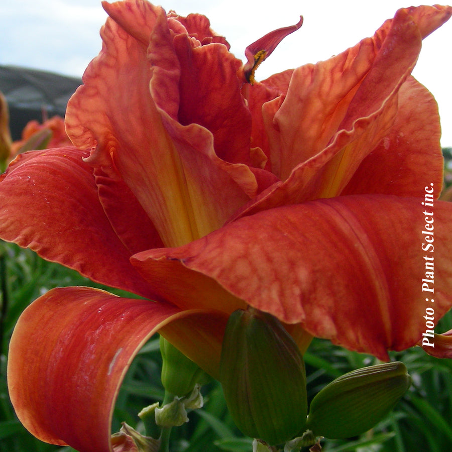 HEMEROCALLIS - MOSES FIRE