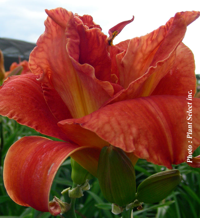 HEMEROCALLIS - MOSES FIRE