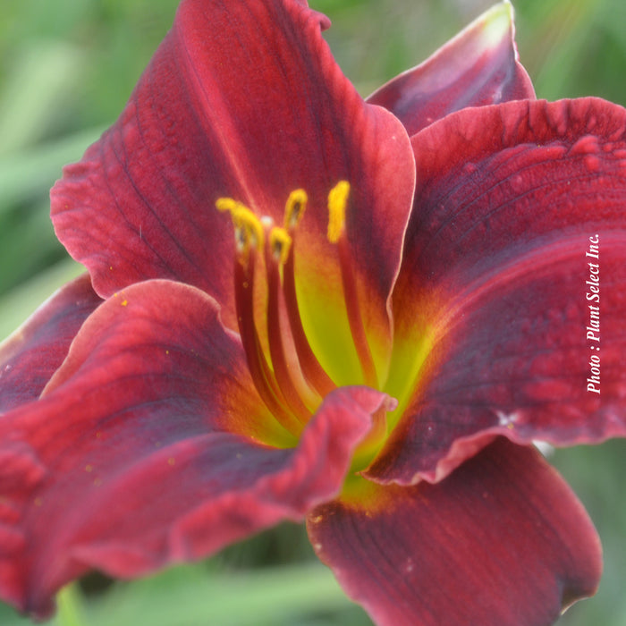 HEMEROCALLIS - PARDON ME