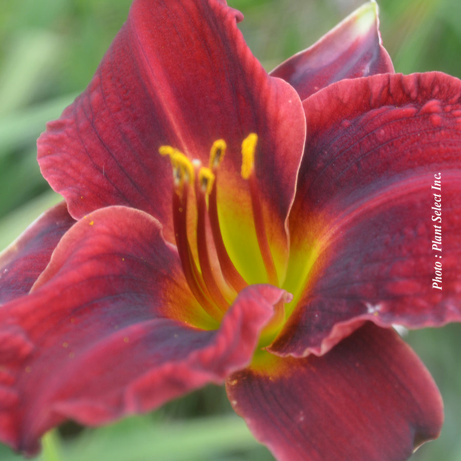 HEMEROCALLIS - PARDON ME