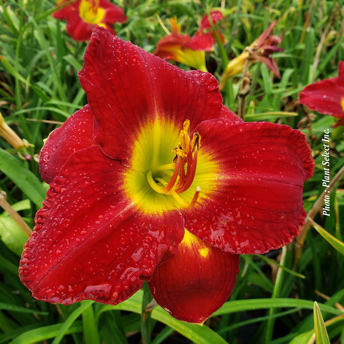 HEMEROCALLIS - PASSION FOR RED