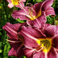 HEMEROCALLIS - PURPLE DE ORO