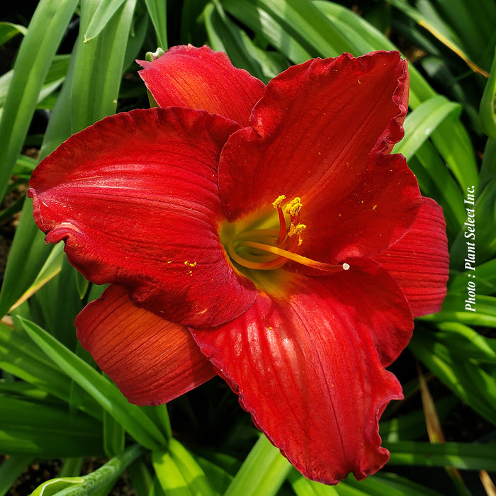 HEMEROCALLIS - RED PINOCCHIO
